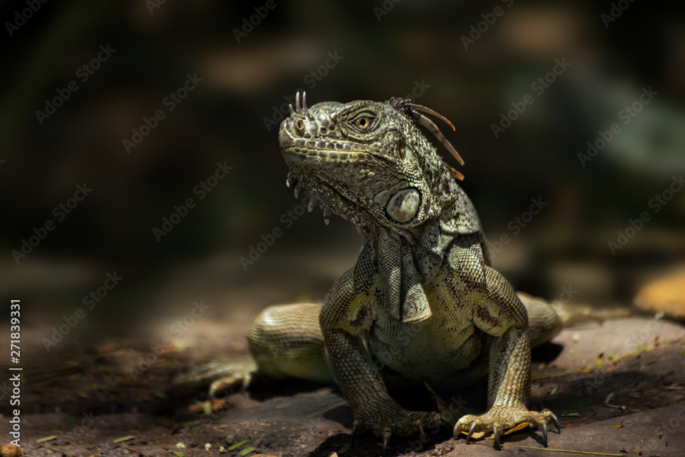 green iguana green iguana