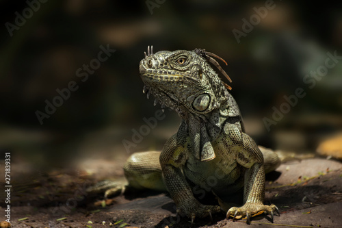 green iguana