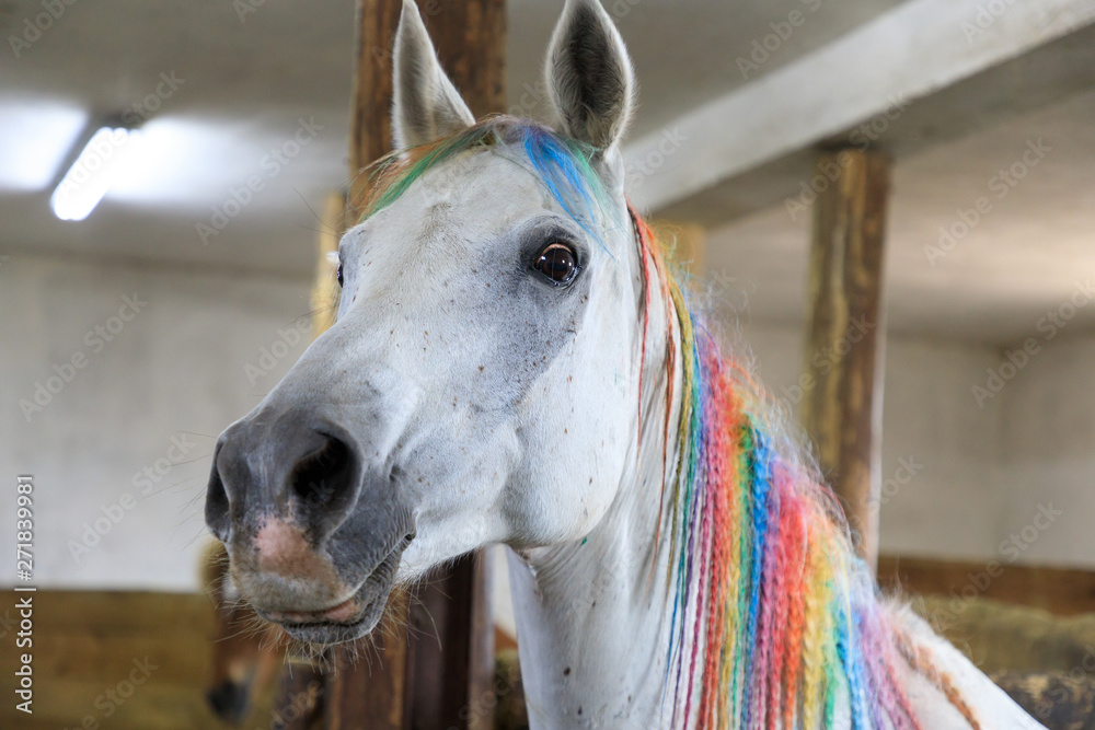 Arabian horse painted in rainbow colors in a stall