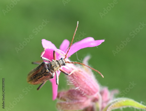 The longhorn beetle Oxymirus cursor female on a pink flower
