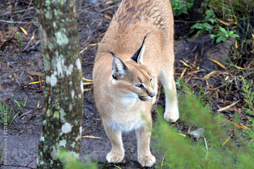 Caracal in South Africa (tenigwa) Caracal in South Africa (tenigwa)