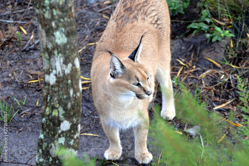 Caracal in South Africa (tenigwa)