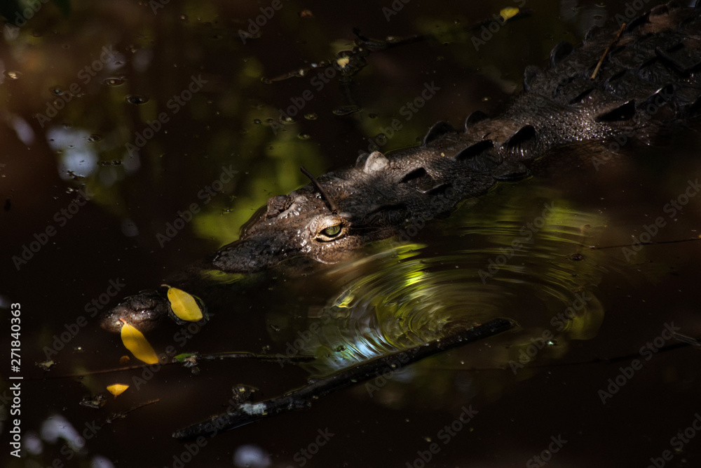Fototapeta premium crocodile in water