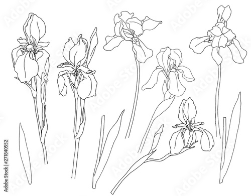 Set irises contour.For greetings, invitations, weddings, birthday