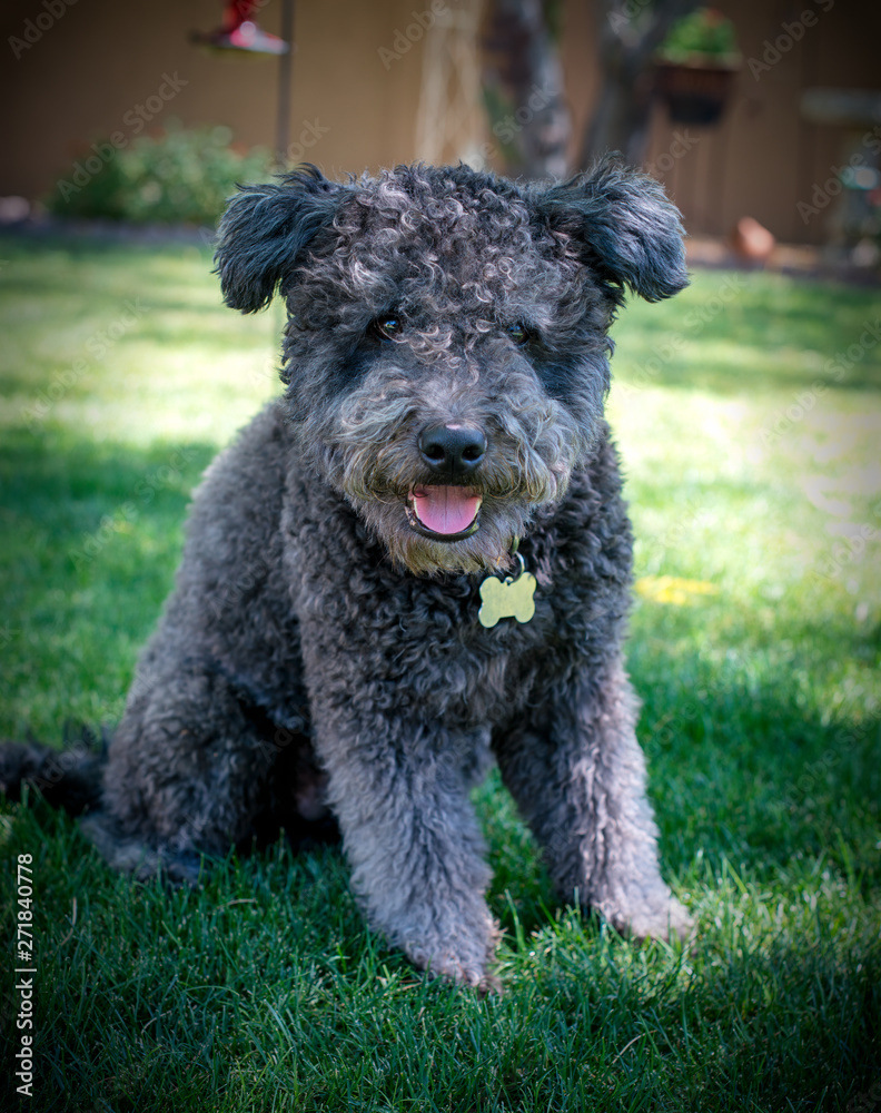 Hungarian Pumi Hungarian Pumi