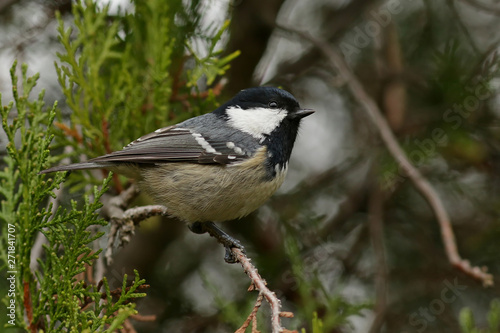 great tit on branch