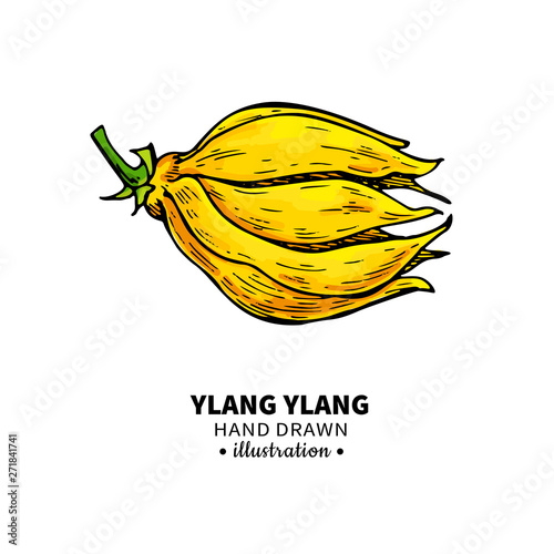 Ylang ylang vector drawing. Isolated vintage illustration of medical flower.