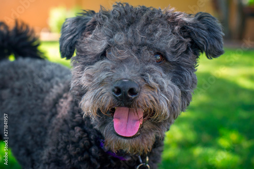 Hungarian Pumi 