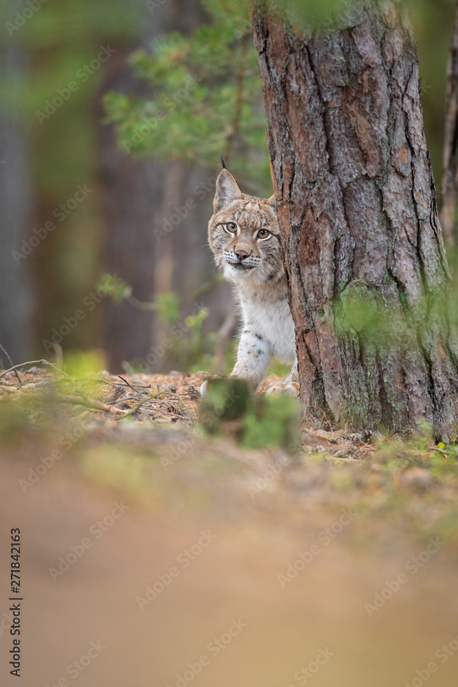 Fototapeta premium Common lynx resting in the forest. The largest European cat in a natural setting. Attractive autumn portrait of a lynx