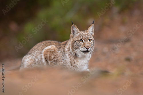 Common lynx resting in the forest. The largest European cat in a natural setting. Attractive autumn portrait of a lynx