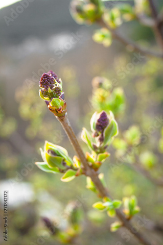 Beautiful bud of tree with a red fruit surrounded by green leaves at sunset