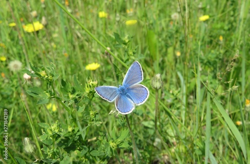 Beautiful blue polyommatus butterfly in the meadow © natalya2015
