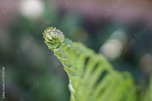 Fern leaves , green foliage . Natural floral background