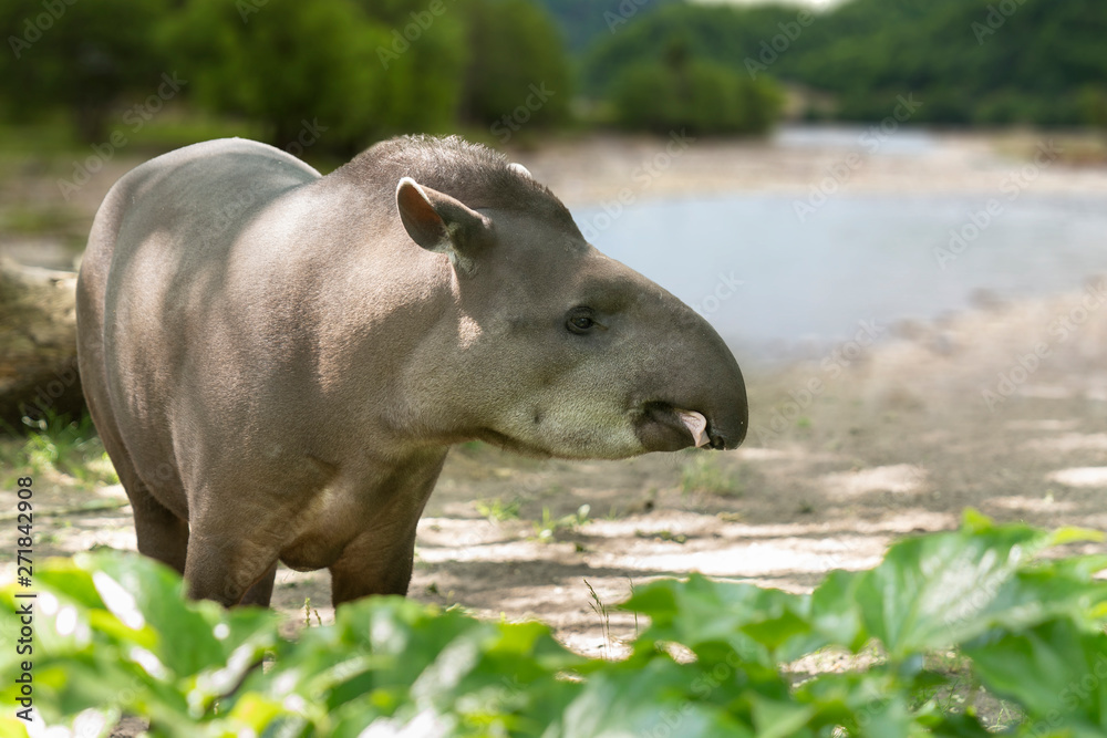 Fototapeta premium Wild Tapir Portrait