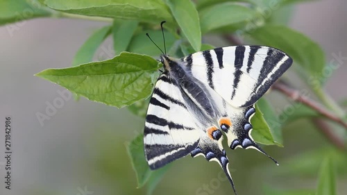 Close-up of scarce swallowtail butterfly (Iphiclides podalirius) resting on a leaf