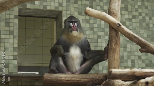Mandrill proudly sits at the top of an aviary at Berlin zoo (4K, 30fps)
