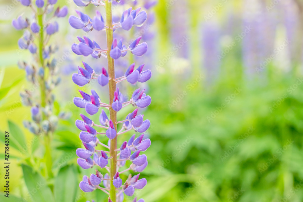 Obraz premium natural background for your design, blooming lupine flowers.summer field.Young blooming lupine flower in the spring,summer garden.Summer season. Natural scenery.