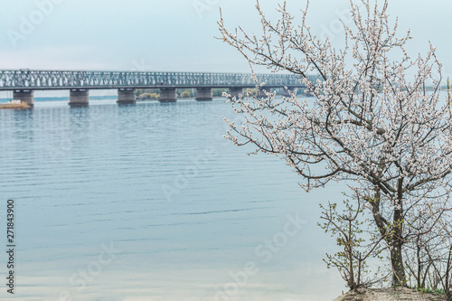  branches of apricot blossoms against of the landscape with the river © ArtSvitlyna