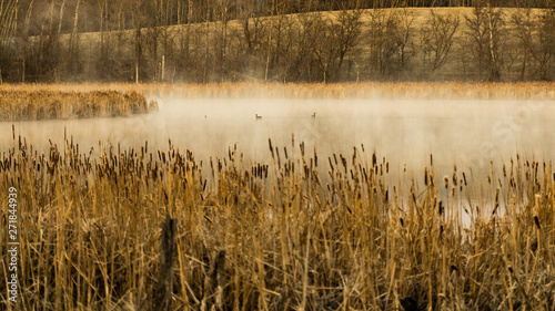 Early morning mist over the duck pond surrounded by cottontails and tall grasses photo