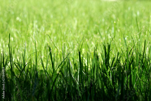 lush green grass meadow with soft background for garden template