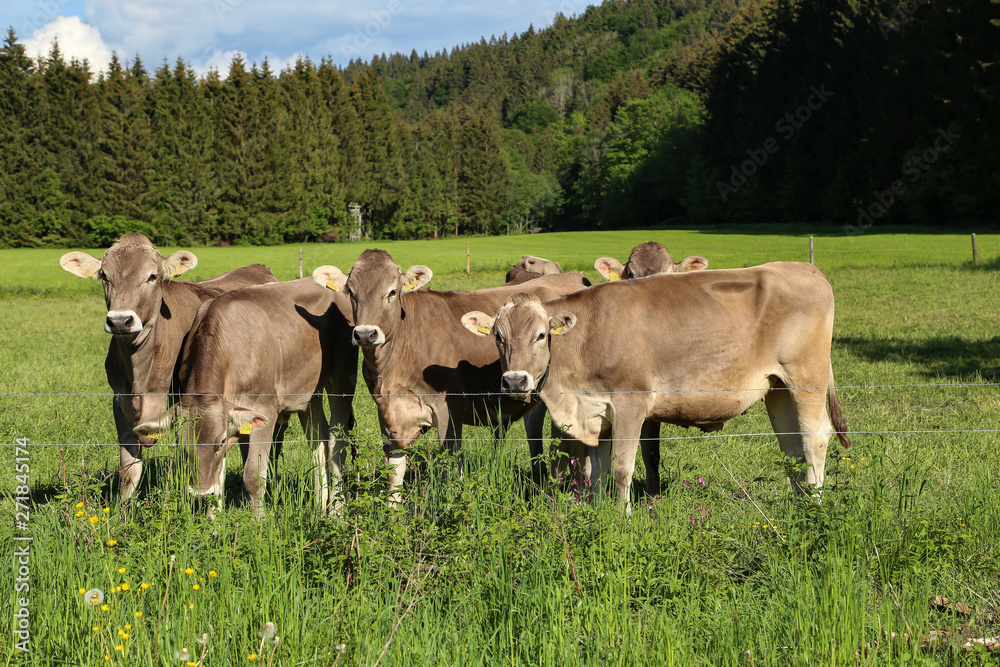 Brown cows in pastures in the foothills of the Alps Brown cows in pastures in the foothills of the Alps