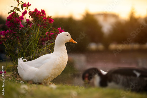 Duck in the sunset 