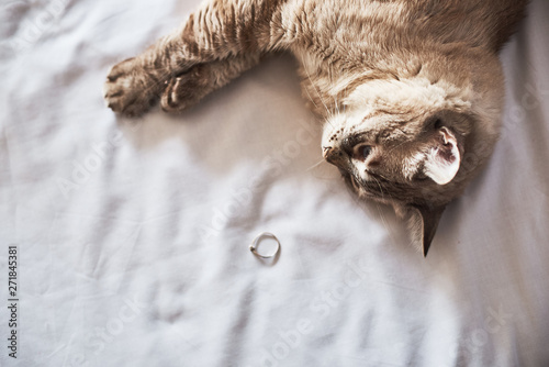 Top view of a cat and wedding ring on a bed.