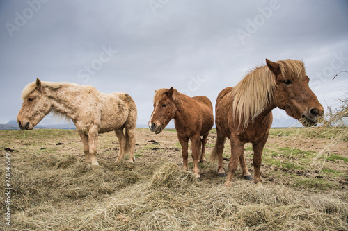 trio de caballos