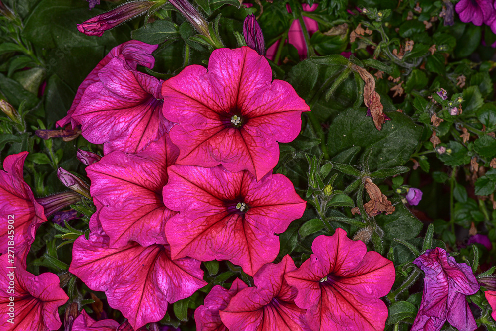 Petunie rot magenta Hängepflanze Terrasse Blüten  prachtvoll