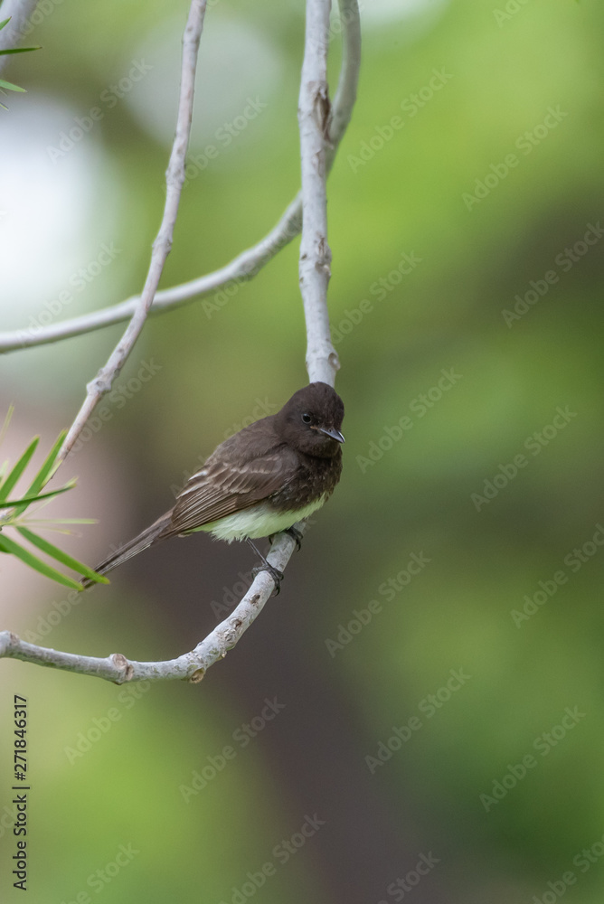 Adorable Black Phoebe bird perches on tree branch to observe park below. Adorable Black Phoebe bird perches on tree branch to observe park below.