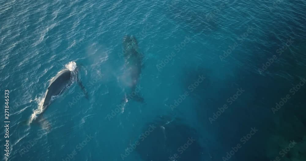 Aerial Wide Shot of two adult humpback whales and baby calf swimming Aerial Wide Shot of two adult humpback whales and baby calf swimming