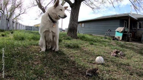 Husky dog sitting in the backyard next toy a dog toy and baseball on a clear sunny day. ( 4k footage ) photo