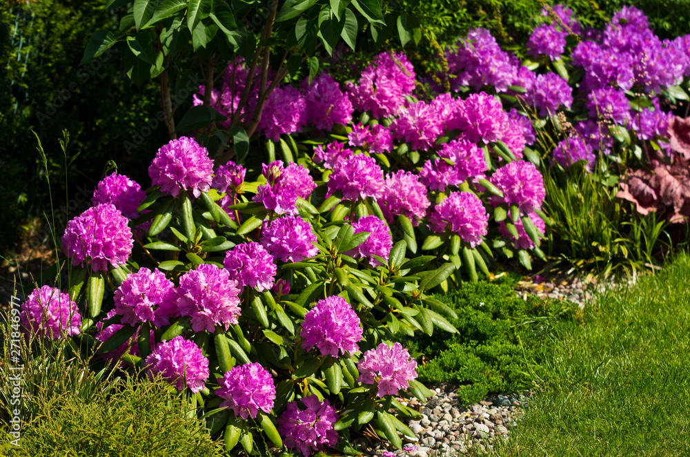 Home garden detail, pink rhododendron plants with green vegetation. Home garden detail, pink rhododendron plants with green vegetation.