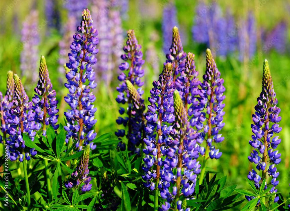 Obraz premium Flowering lupins