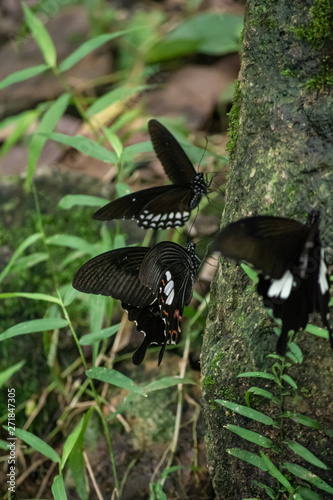 Black and White Helen butterfly color from Thailand