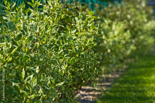 Selective focus on dogwood shrubs or hedge, home garden detail background