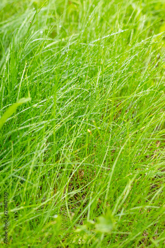 Fresh green grass with dew.Natural green herbal background. Spring season. Summer nature. Abstract pattern of water drops on green grass.Ecology concept.