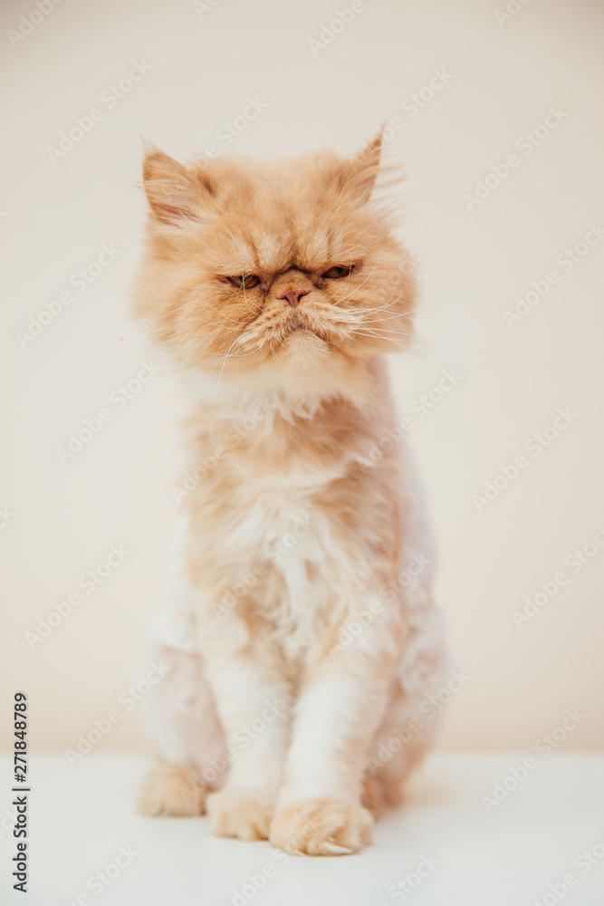Beautiful persian cat posing for the camera.