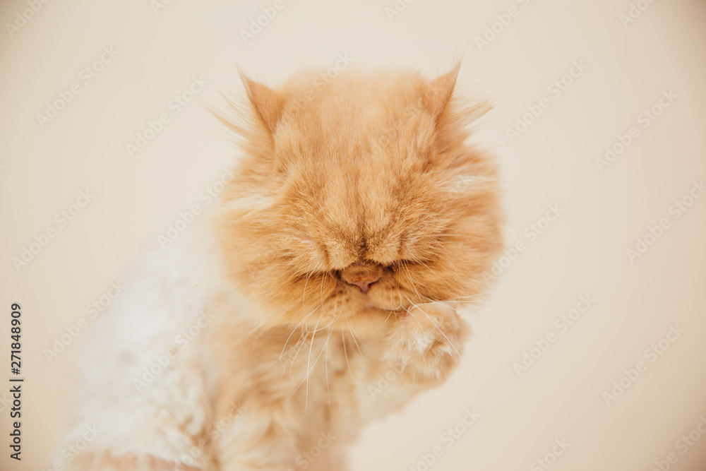 Beautiful persian cat posing for the camera.