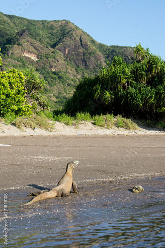 Komodo Dragon on the Beach in Komodo photo