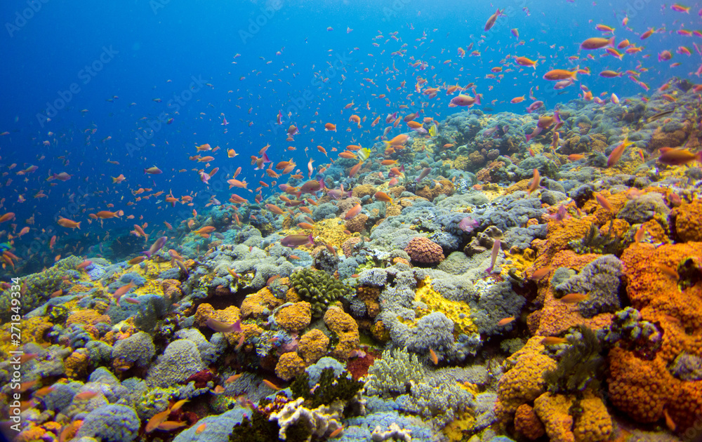 Beautiful coral reef in Komodo Nationalpark Beautiful coral reef in Komodo Nationalpark