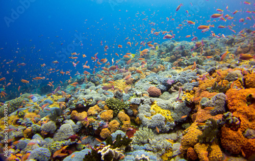 Fototapeta Naklejka Na Ścianę i Meble -  Beautiful coral reef in Komodo Nationalpark