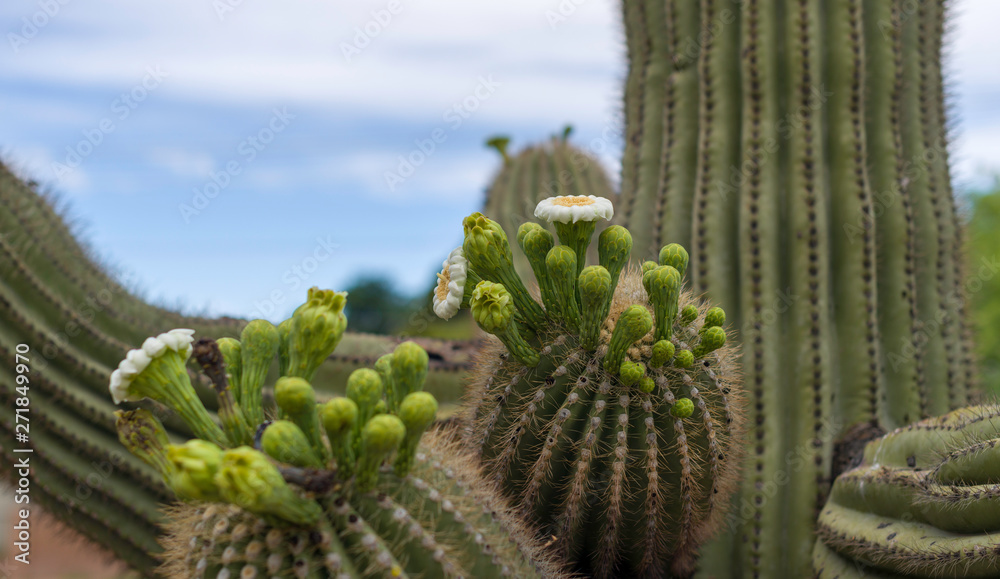 Desert Flowers Desert Flowers