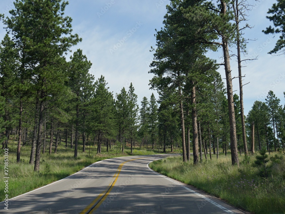 Scenic winding road around Custer State Park, bordered by tall pine trees. South Dakota. Scenic winding road around Custer State Park, bordered by tall pine trees. South Dakota.