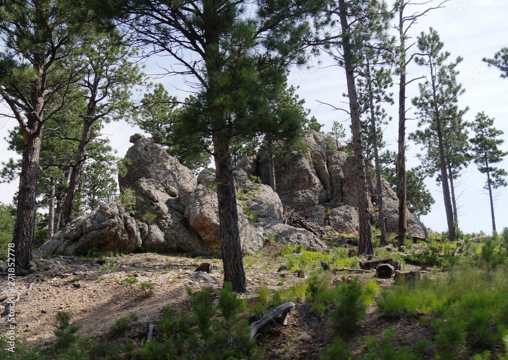 Rock formations and tall lush trees seen along Needles Highway at Custer State Park, South Dakota.