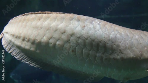 Silver arowana close-up leisurely swims from left to right. Fish like a dragon close-up, underwater, real time.