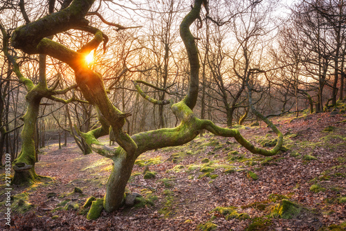 Crooked mossy tree with a sunset background at Cowbury dale, Ashton, Tameside, UK. photo