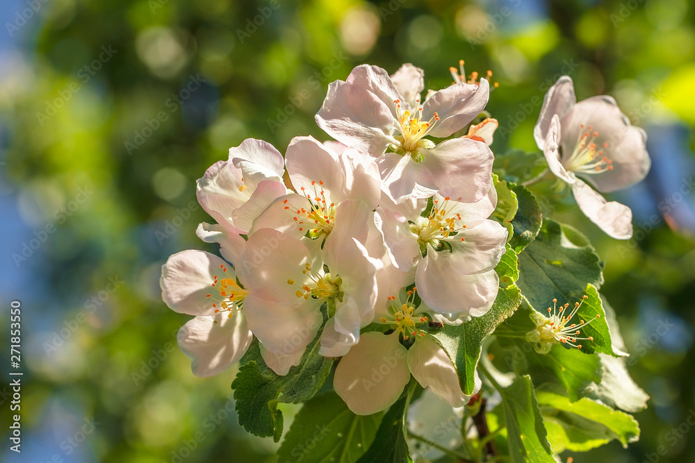 In spring, beautiful pink flowers bloomed on the apple tree.