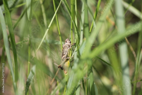 Dragonfly Family Libellulidae, Predatory Insects Perch Above Green Grass With Natural Background