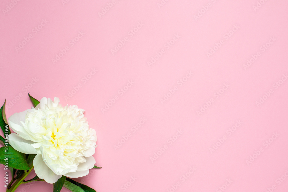 Beautiful white peony flower on pastel pink background with copy space for your text and flat lay styl